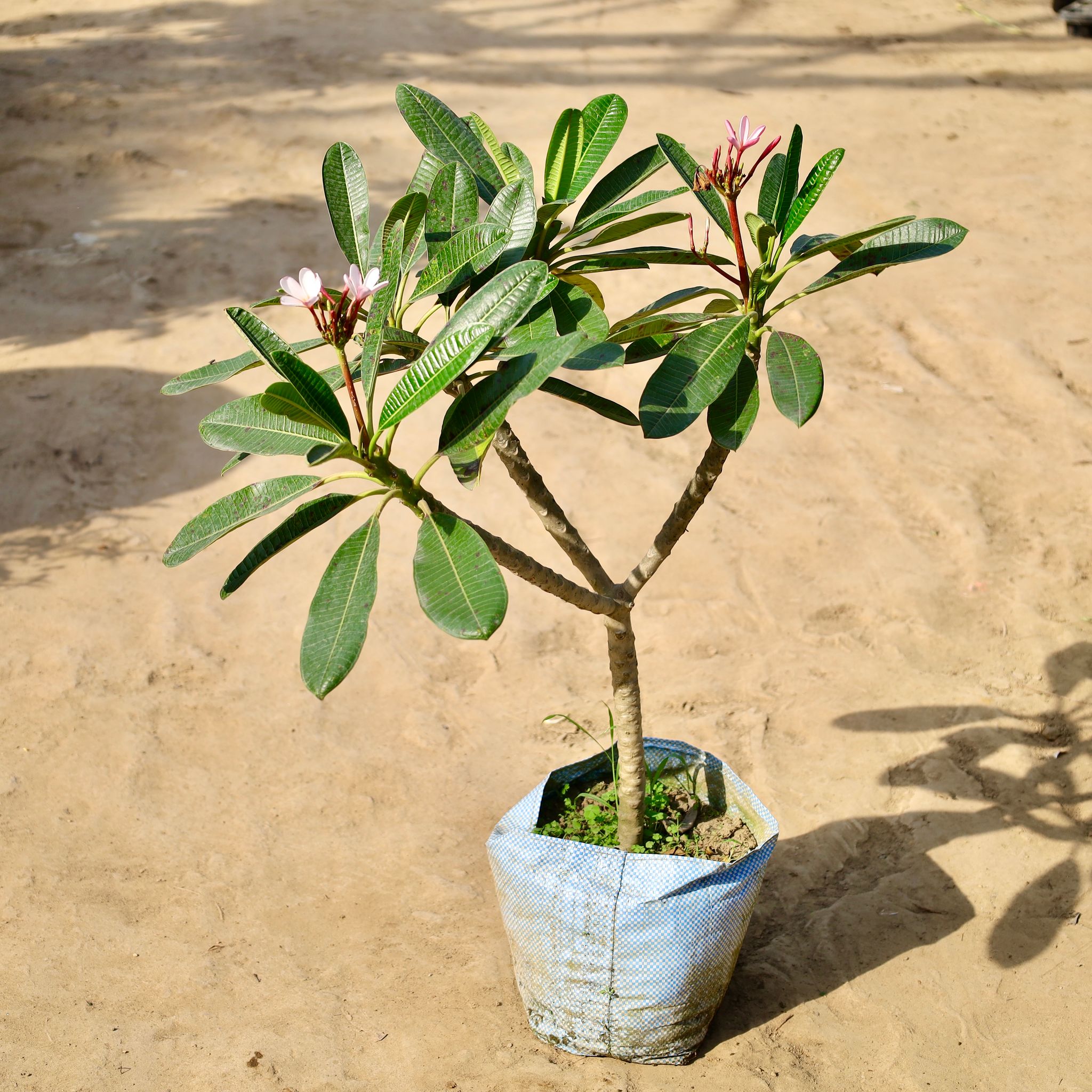 Pixy Champa / Dwarf Champa Pink in 12 inch Nursery Bag