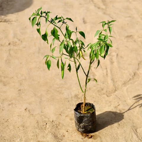 Green Chilli in 4 inch Nursery Bag