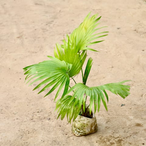 China Palm in 4 inch Nursery Bag