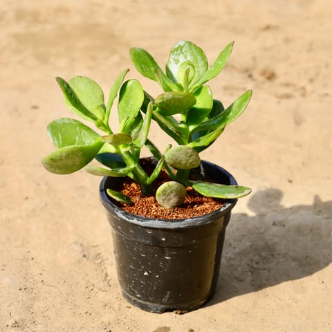 Crassula Ovata / Dhankuber in 4 inch Nursery Pot