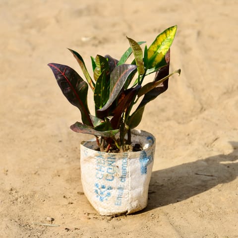 Croton Petra in 4 inch Nursery Bag