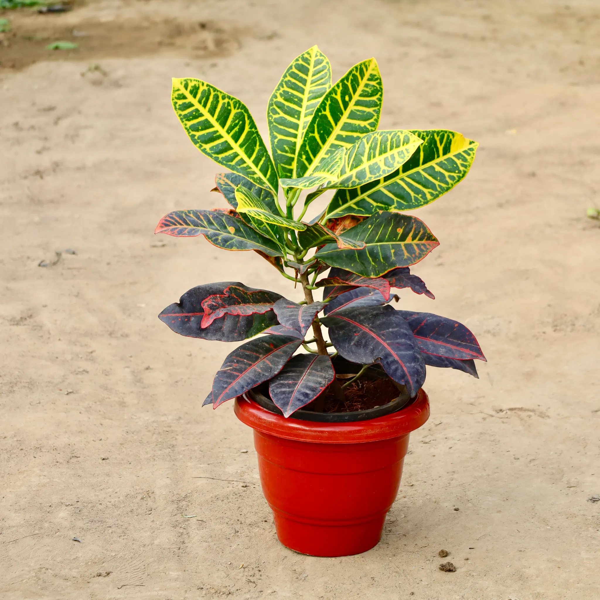 Croton Petra in 10 inch Red Classy Plastic Pot