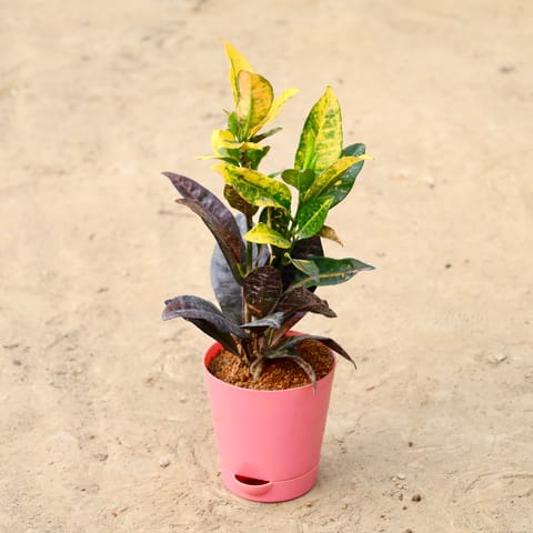 Croton Petra in 4 inch Pink Florence Self Watering Pot