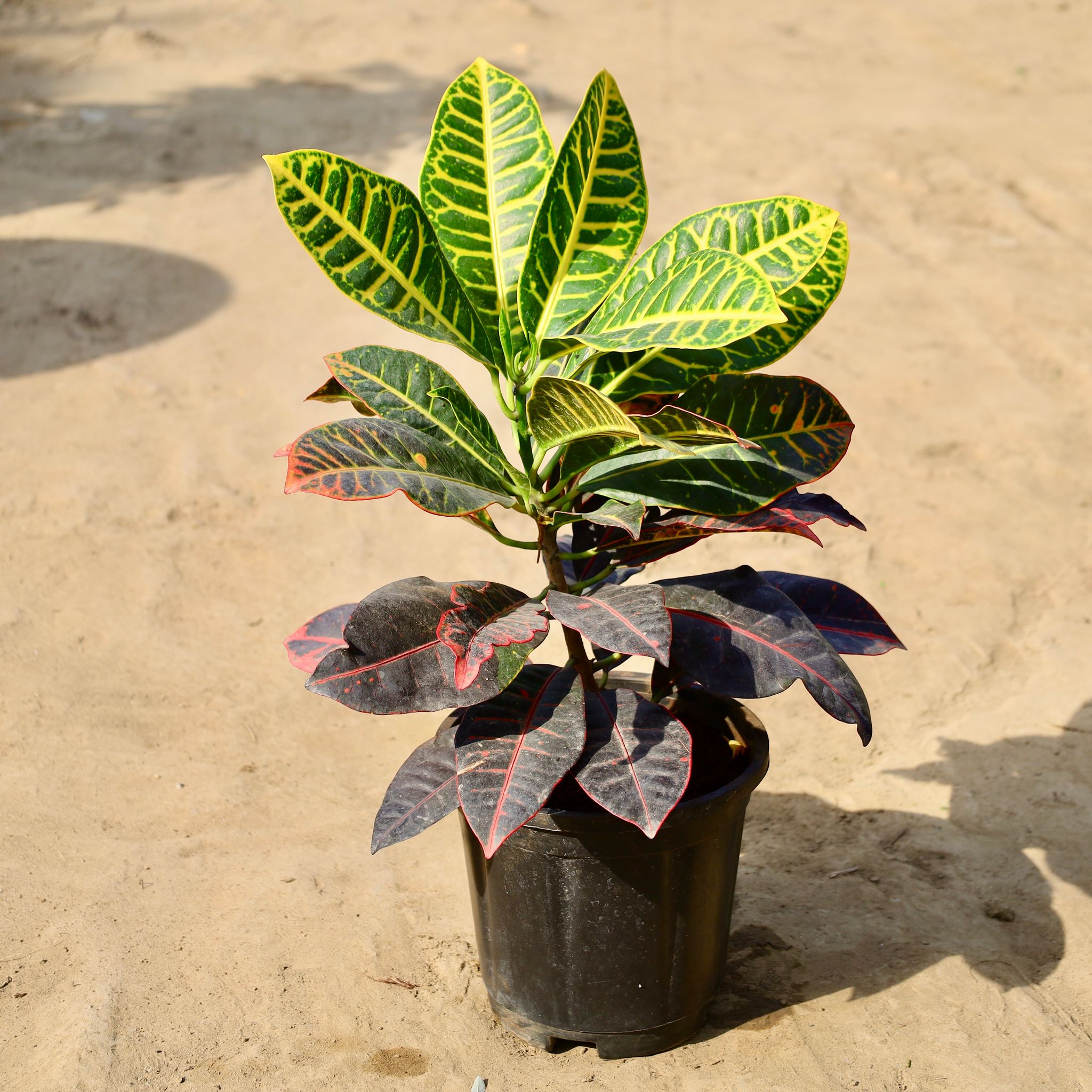 Croton Petra Pune in 8 inch Nursery Pot