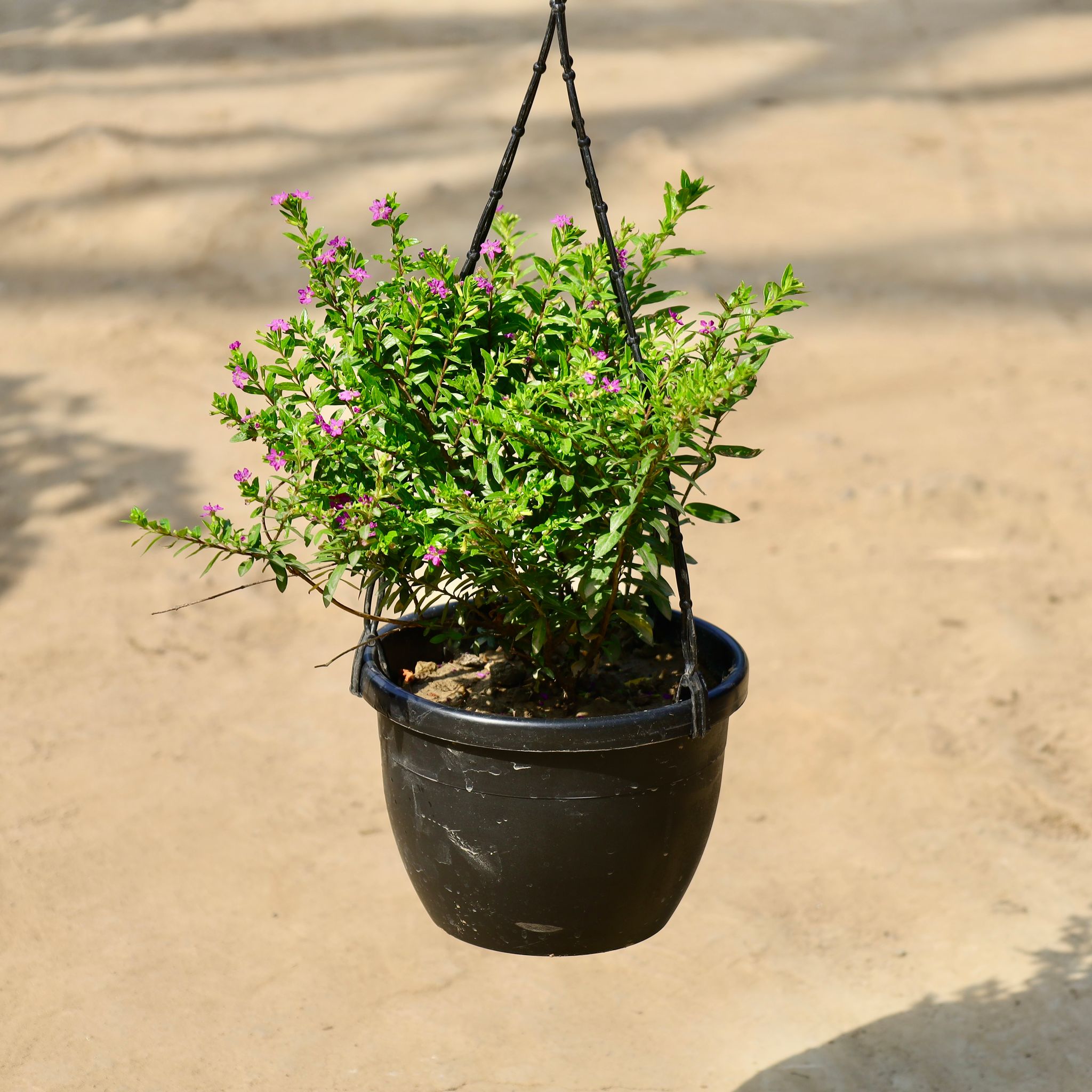 Cuphea/ False Heather in 8 inch Hanging Basket