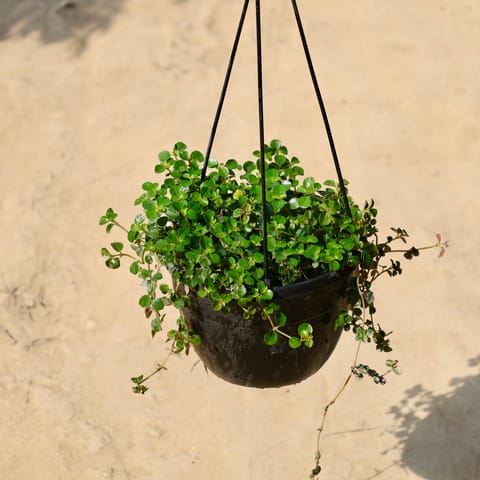 Callisia Repens Sedum / Trailling Jade in 8 inch Hanging Basket