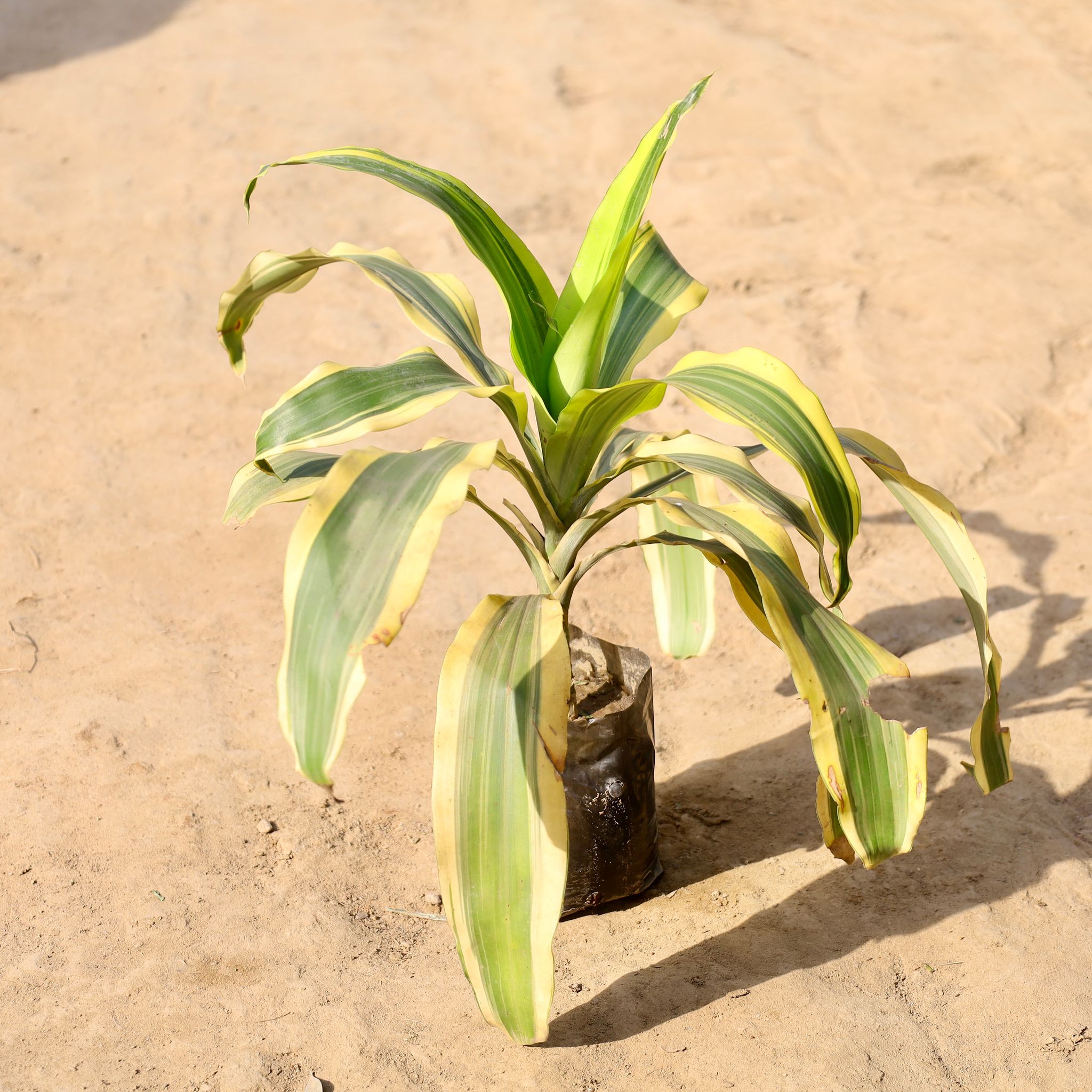 Dracaena Victoria in 5 inch Nursery Bag
