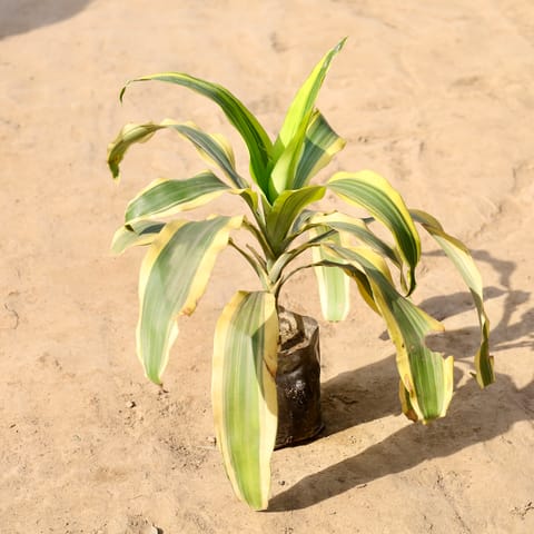 Dracaena Victoria in 5 inch Nursery Bag