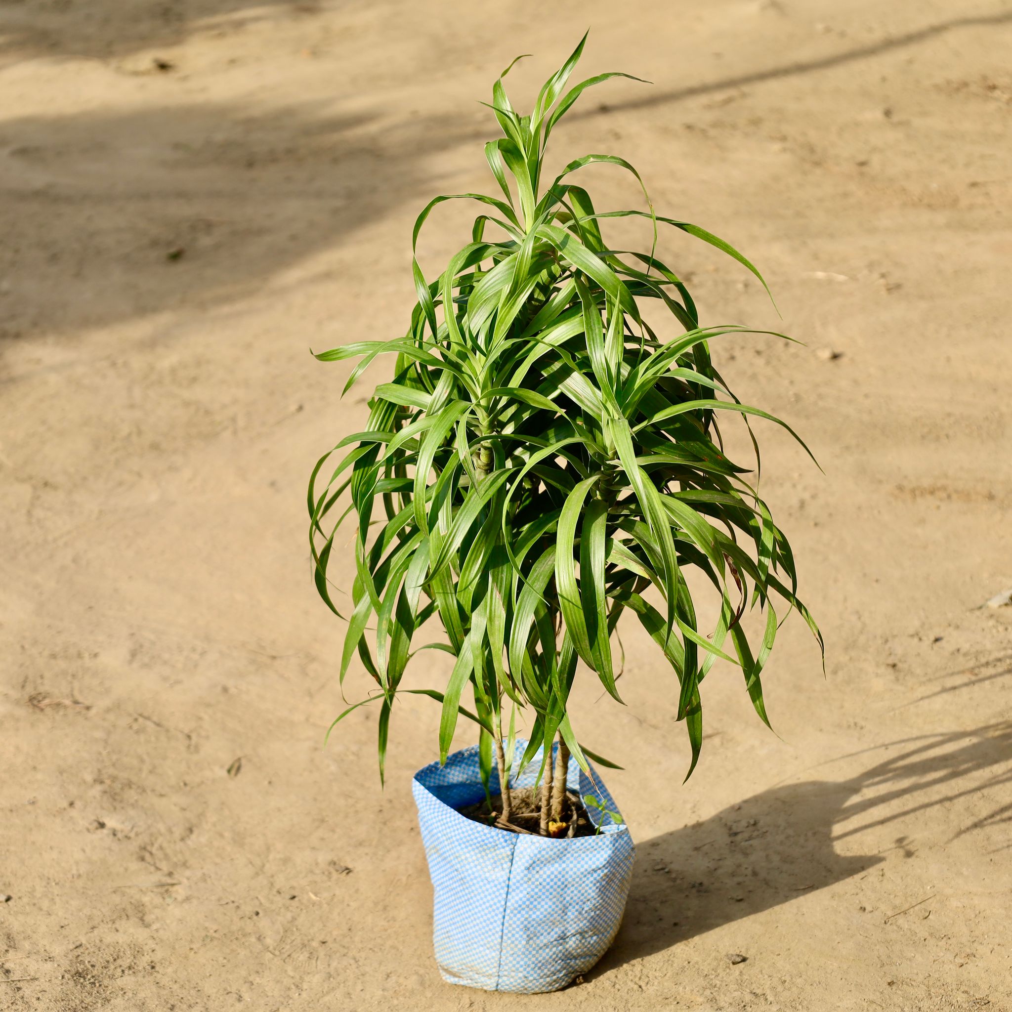 Dracaena Green in 8 inch Nursery Bag