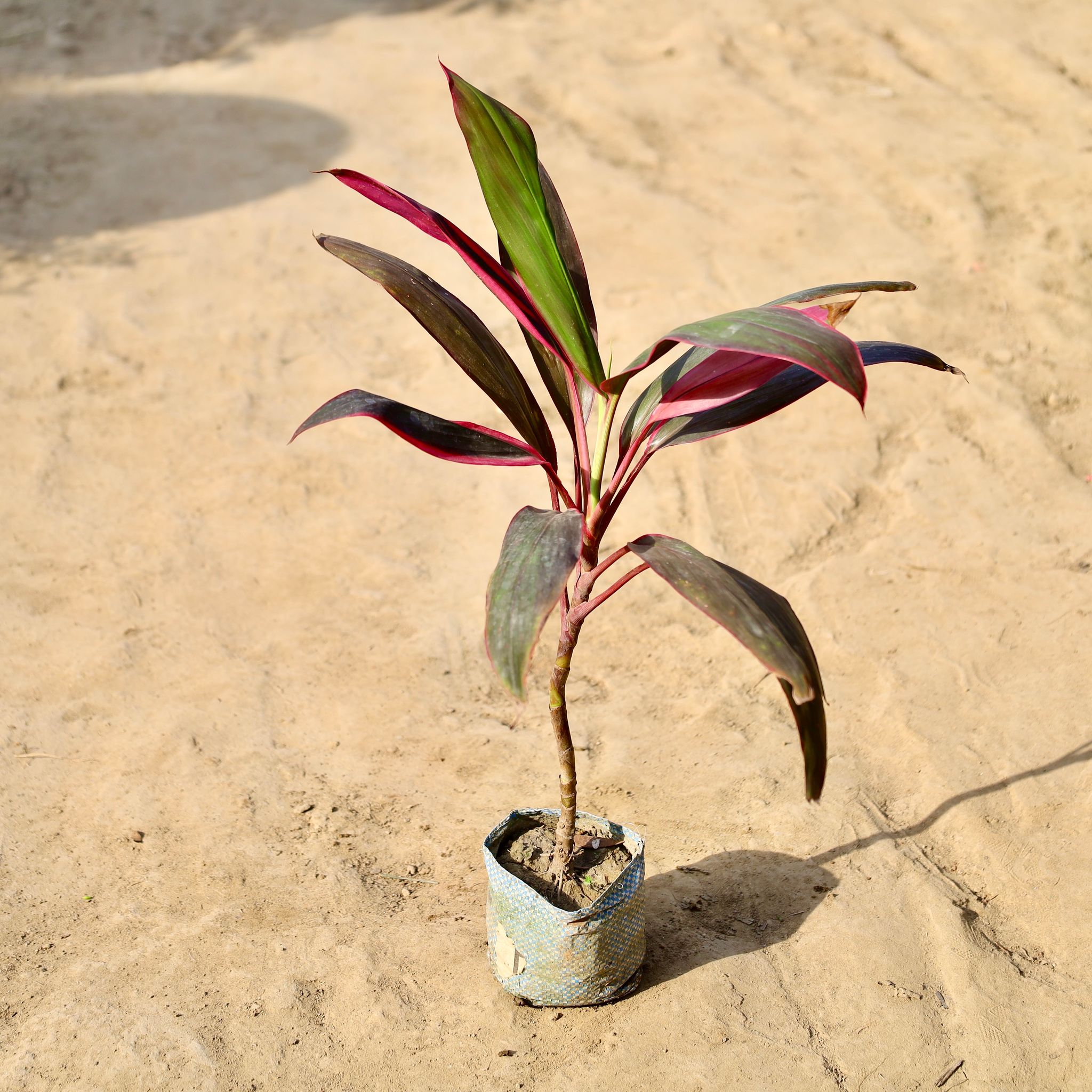 Dracaena Mahatma in 4 inch Nursery Bag