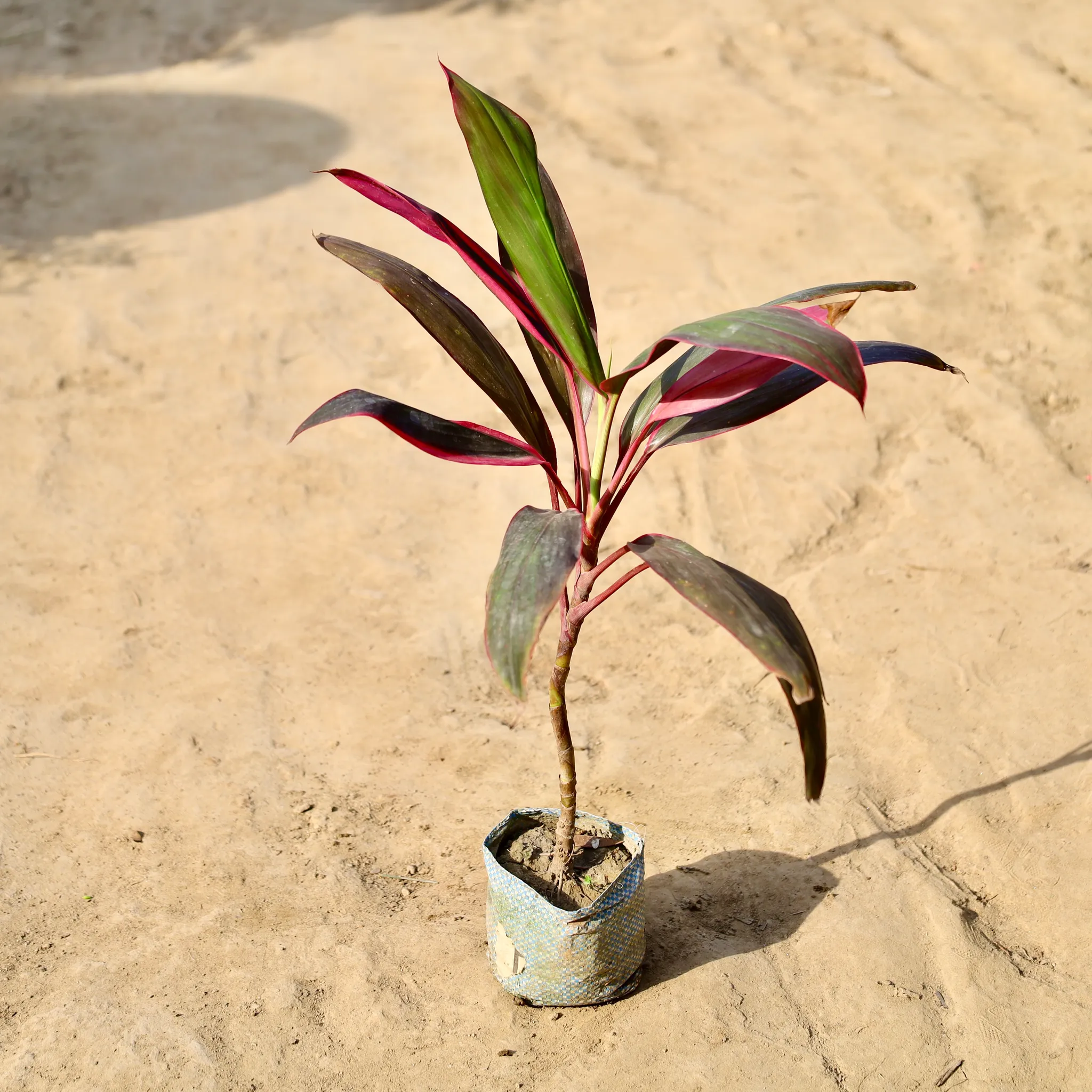 Dracaena Mahatma in 4 inch Nursery Bag