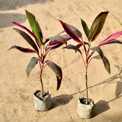 Set of 2 - Dracaena Mahatma in 4 inch Nursery Bag