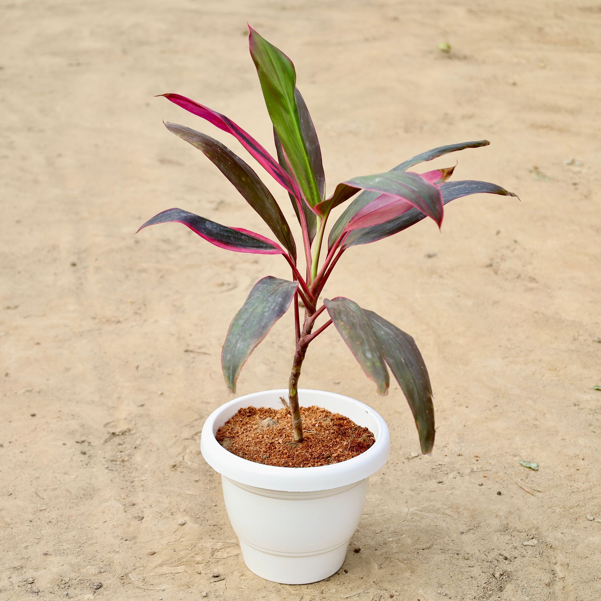 Dracaena Mahatma in 8 inch White Classy Plastic Pot