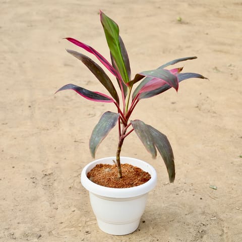 Dracaena Mahatma in 8 inch White Classy Plastic Pot