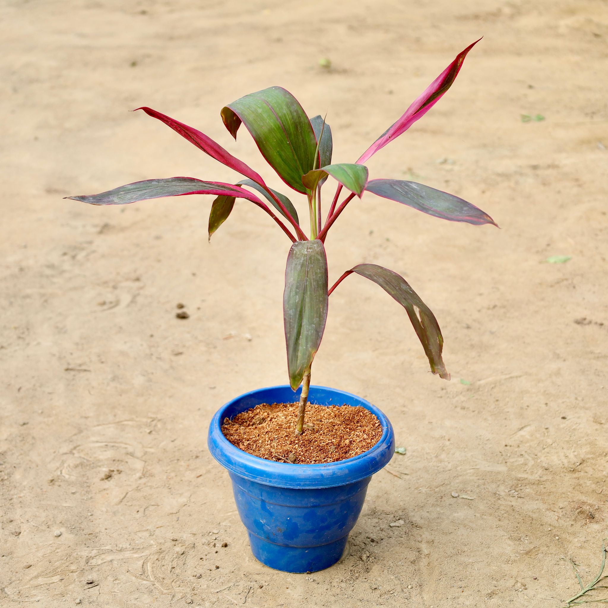 Dracaena Mahatma in 8 inch Blue Classy Plastic Pot
