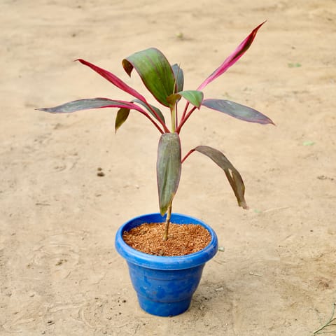 Dracaena Mahatma in 8 inch Blue Classy Plastic Pot