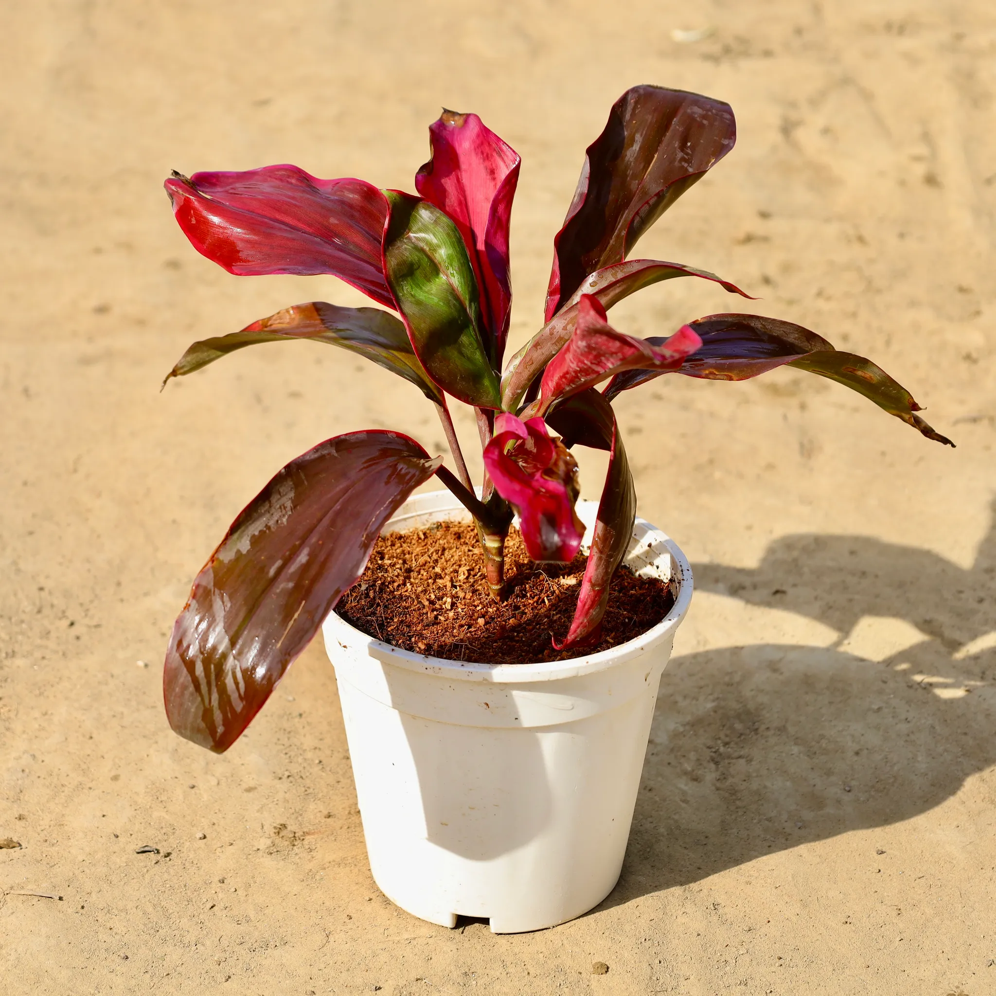 Dracaena Rosea in 6 inch White Nursery Pot