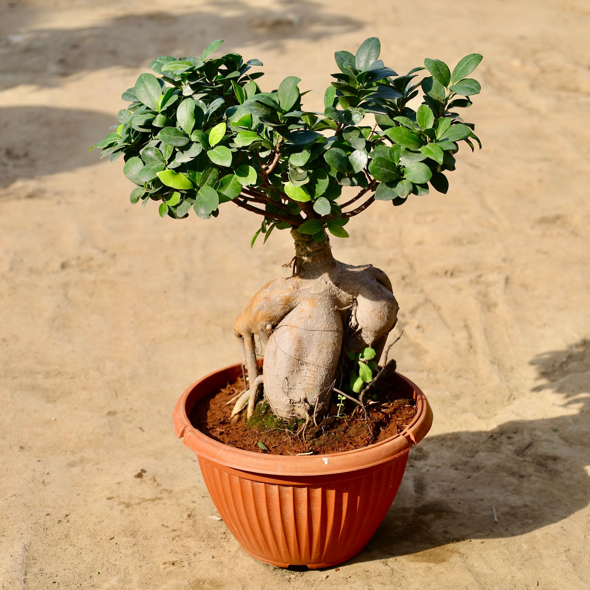Ficus Bonsai Grafted in 12 inch Terracotta Red Olive Plastic Pot
