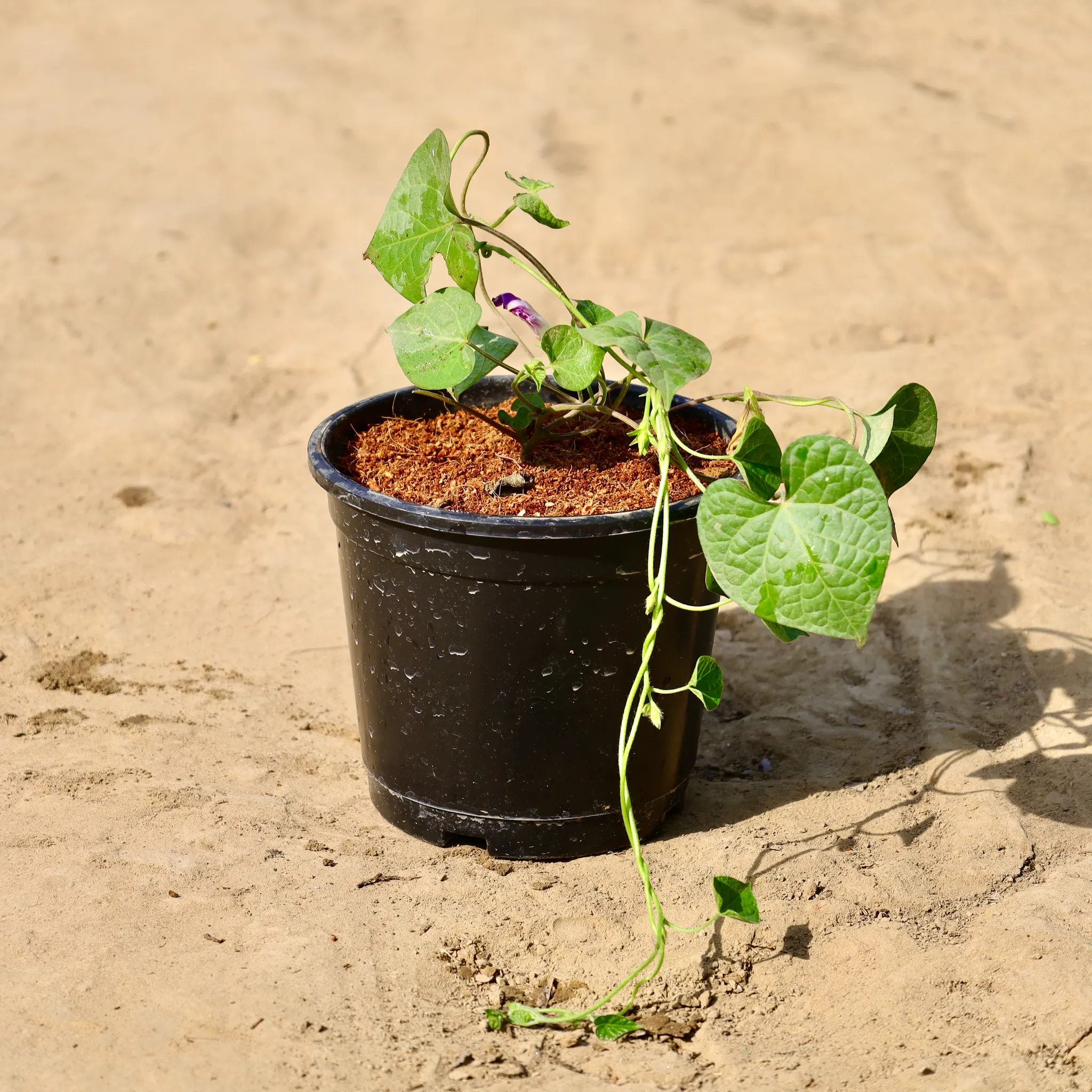 Morning Glory (Any Colour) in 6 inch Nursery Pot
