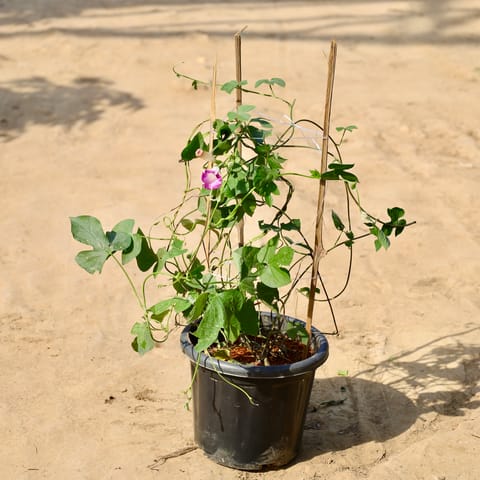 Morning Glory (Any Colour) in 8 inch Nursery Pot