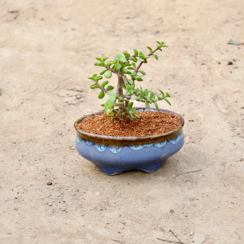 Jade Plant in 4*6 inch Bonsai Ceramic Planter