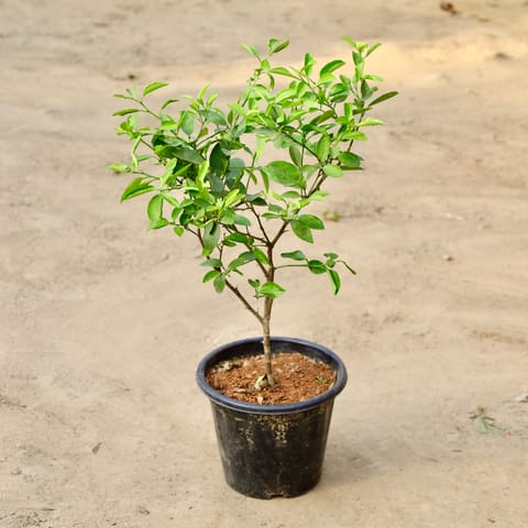 Kagzi Lemon in 8 inch Nursery Pot