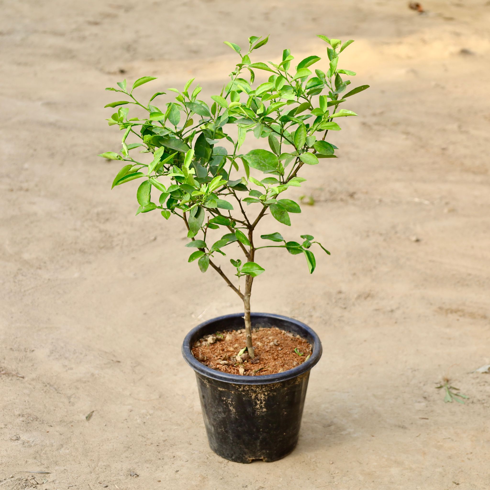 Kagzi Lemon in 8 inch Nursery Pot