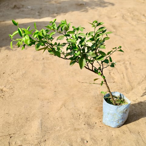 Kagzi Lemon All Time in 7 inch Nursery Bag