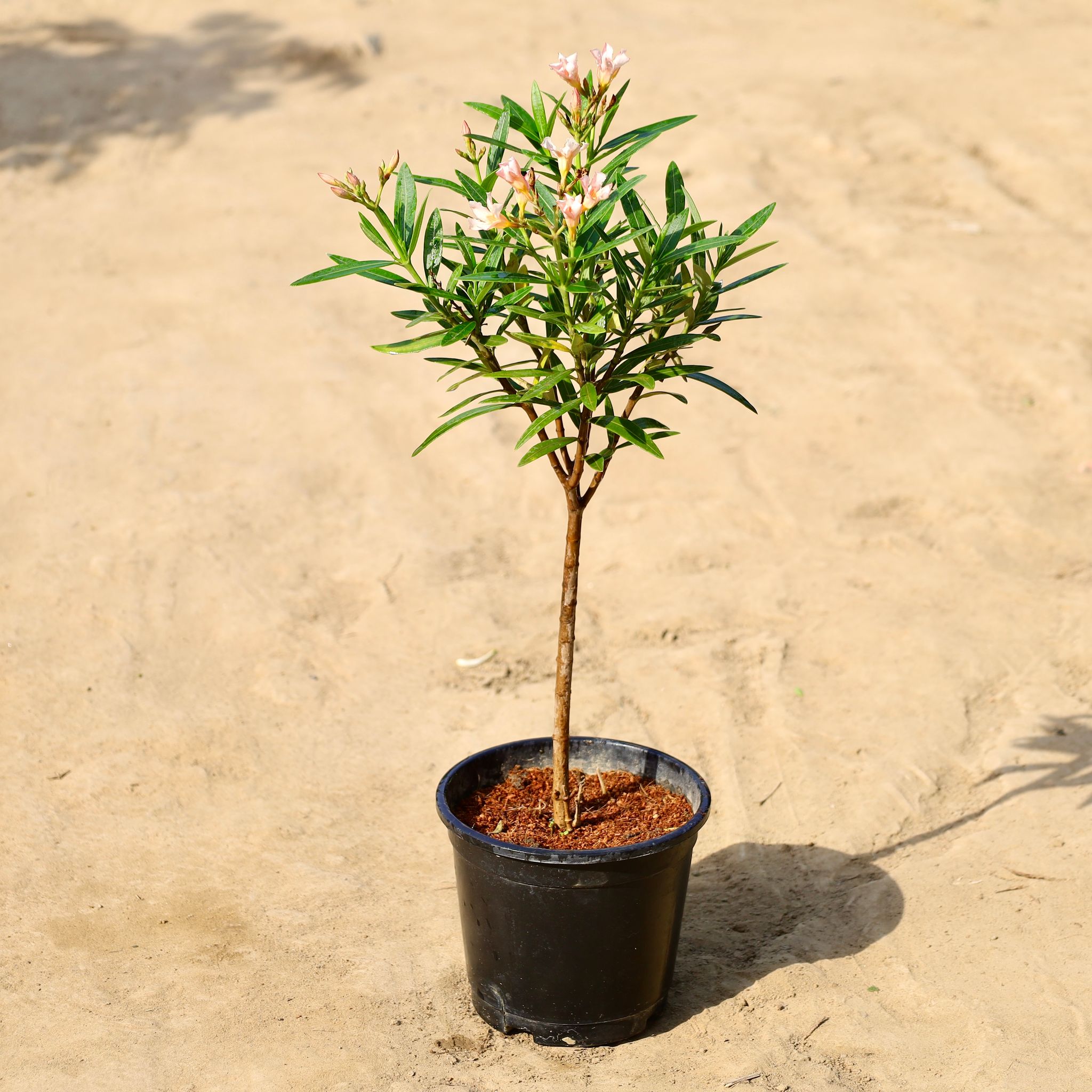 Kaner Dwarf (Any Colour) in 6 inch Nursery Pot