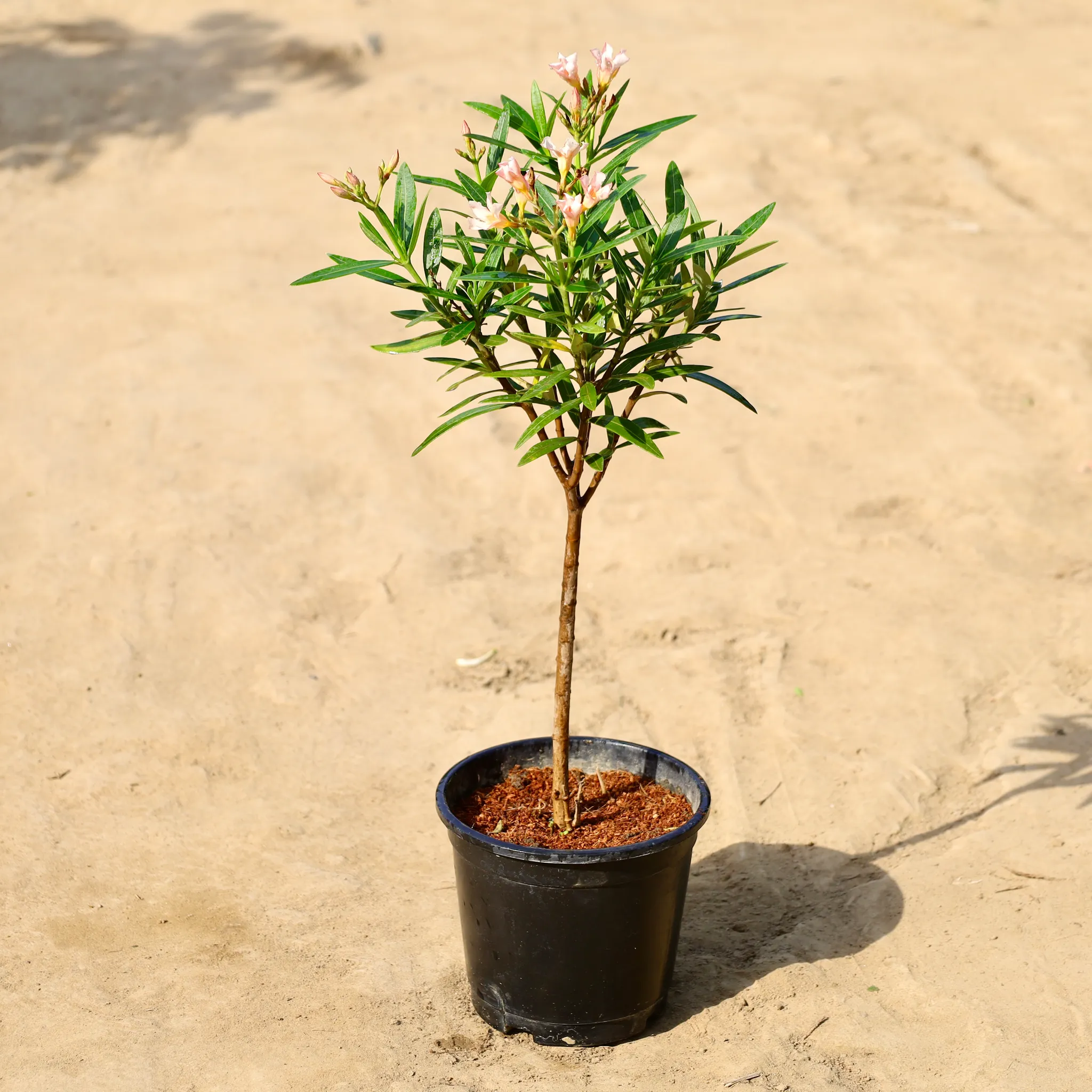 Kaner Dwarf (Any Colour) in 6 inch Nursery Pot