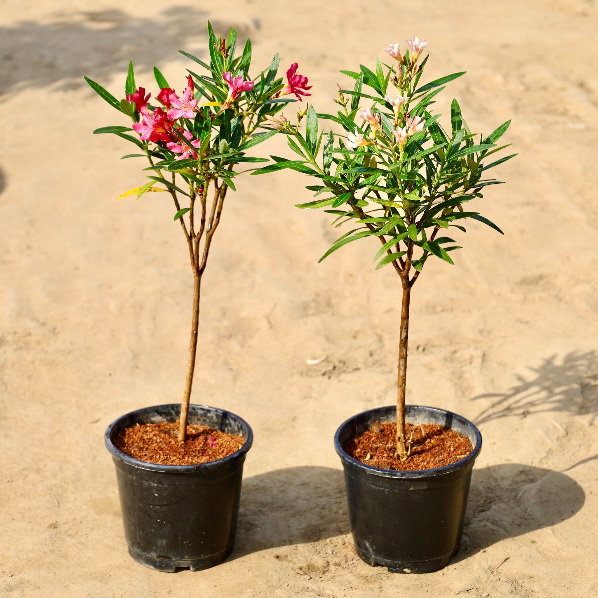 Set of 2 - Kaner Dwarf (Any Colour) in 6 inch Nursery Pot