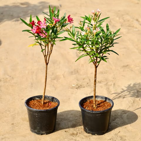 Set of 2 - Kaner Dwarf (Any Colour) in 6 inch Nursery Pot