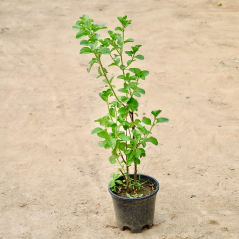 Kapoor Tulsi in 6 inch Nursery Pot