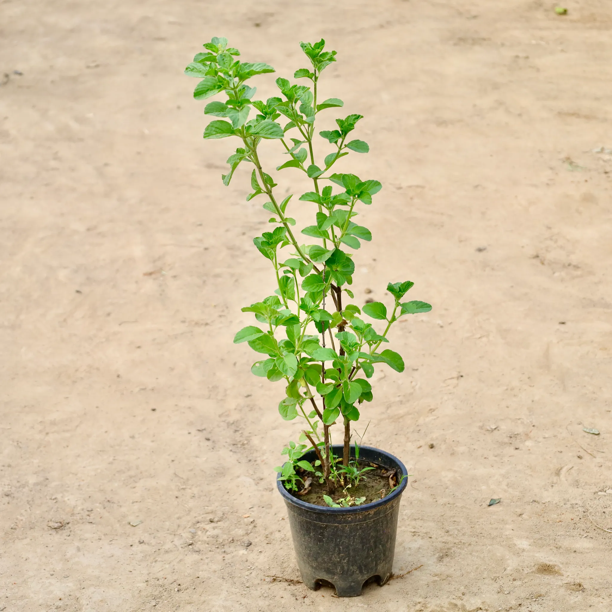 Kapoor Tulsi in 6 inch Nursery Pot