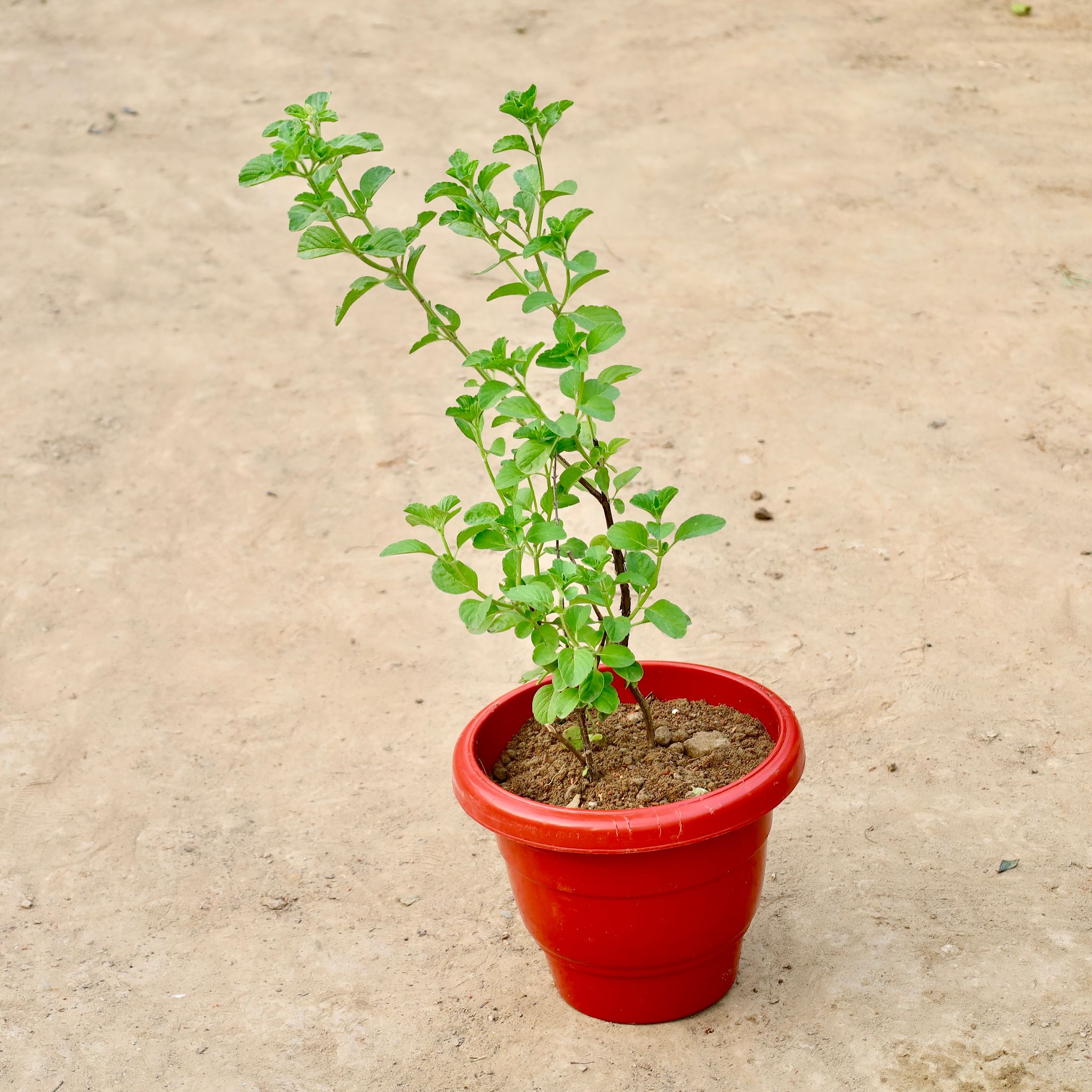 Kapoor Tulsi in 10 inch Red Classy Plastic Pot