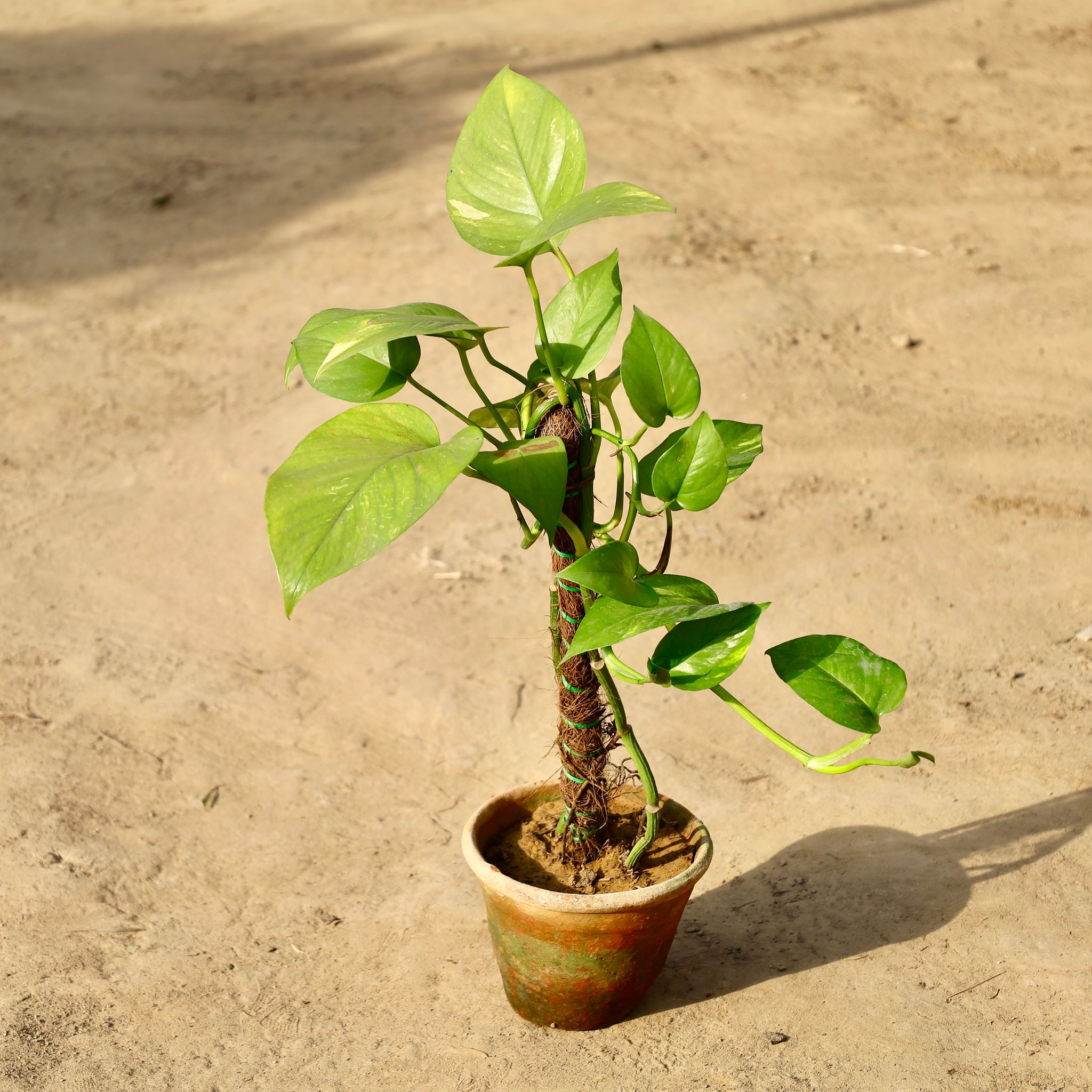 Money Plant Green With Moss Stick in 6 inch Ceramic Pot