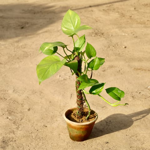 Money Plant Green With Moss Stick in 6 inch Ceramic Pot