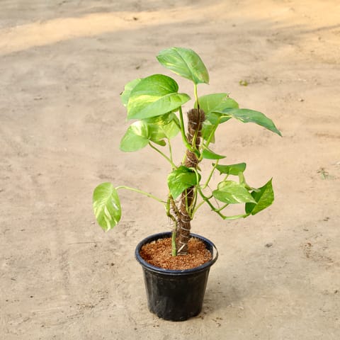 Money Plant With Moss Stick in 8 inch Nursery Pot