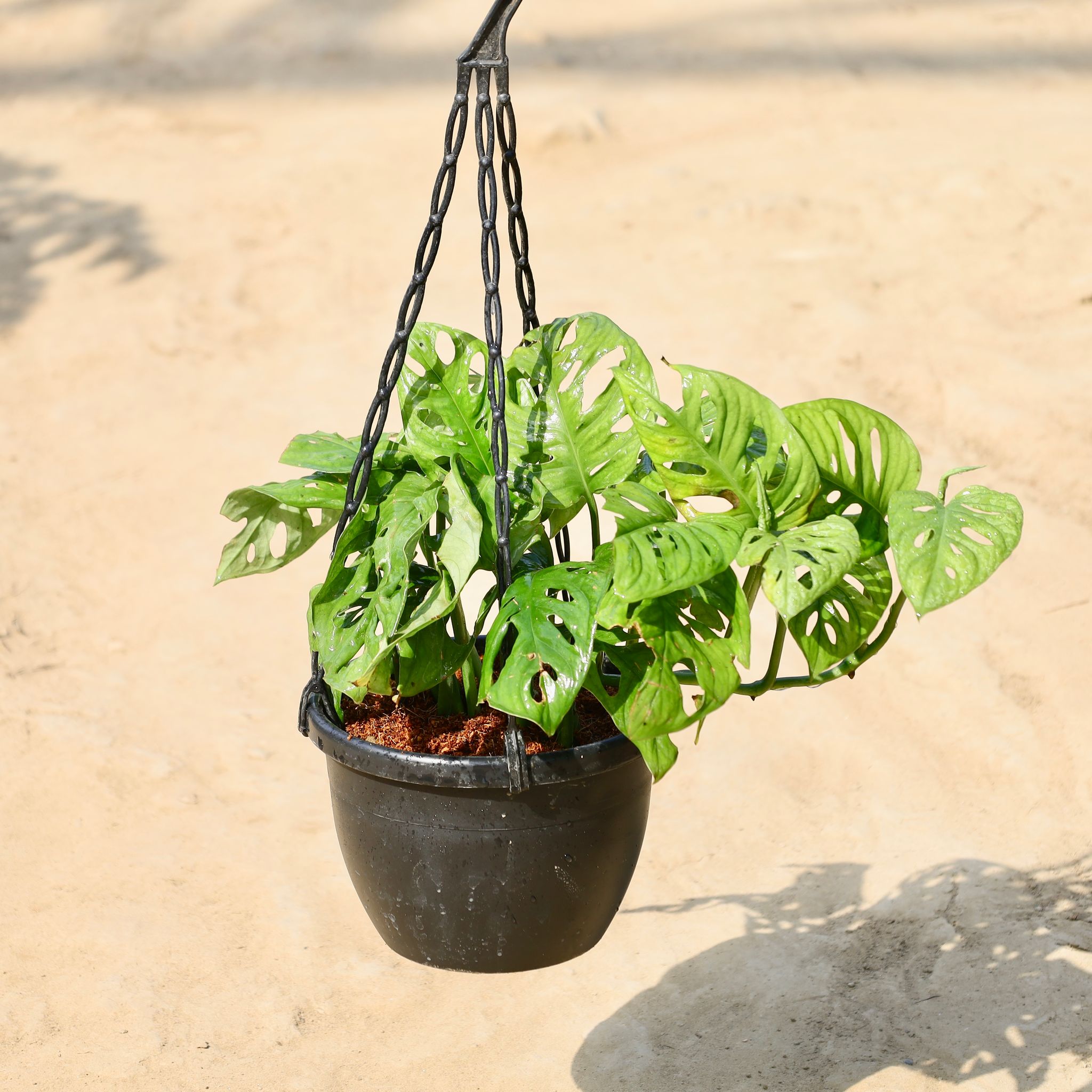 Monstera Broken Heart in 8 inch Hanging Basket
