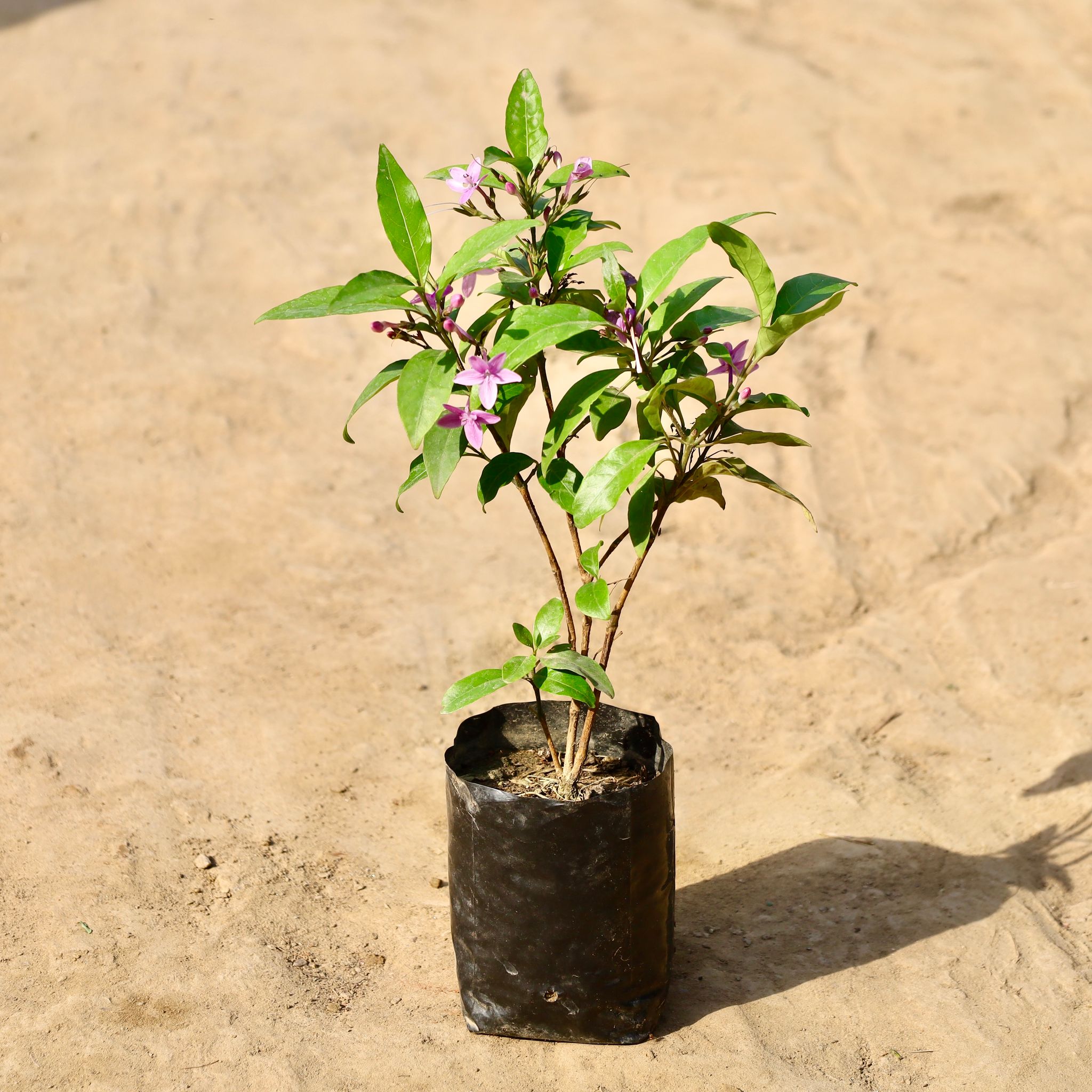 Nil Tagar / Blue Jasmine in 4 inch Nursery Bag