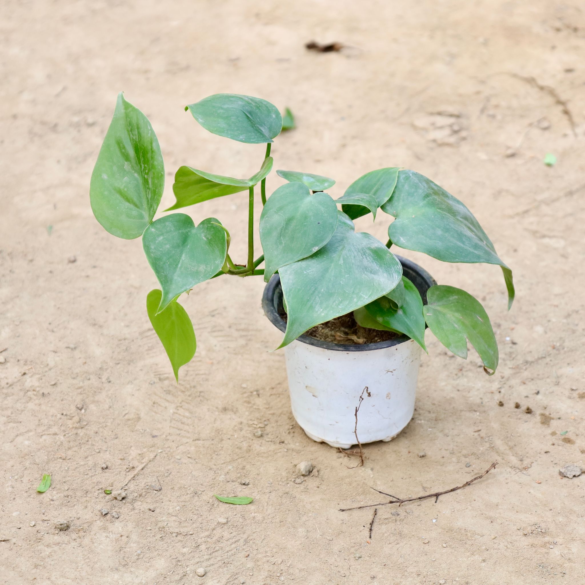 Oxycardium Green in 4 inch Nursery Pot