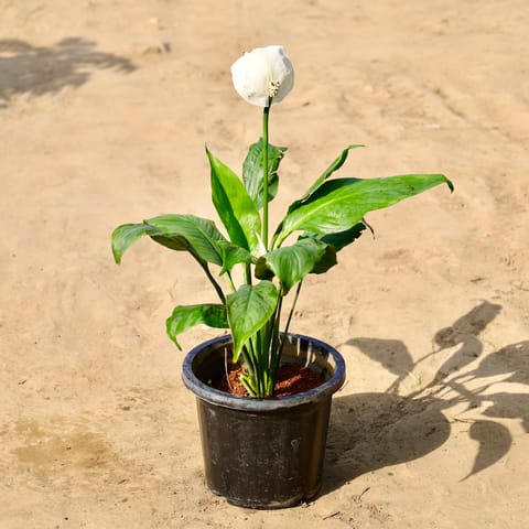 Peace Lily in 8 inch Nursery Pot