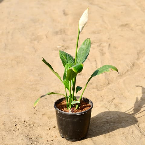 Peace Lily in 5 in Nursery Pot