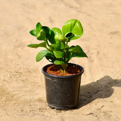 Peperomia / Radiator in 6 inch Nursery Pot