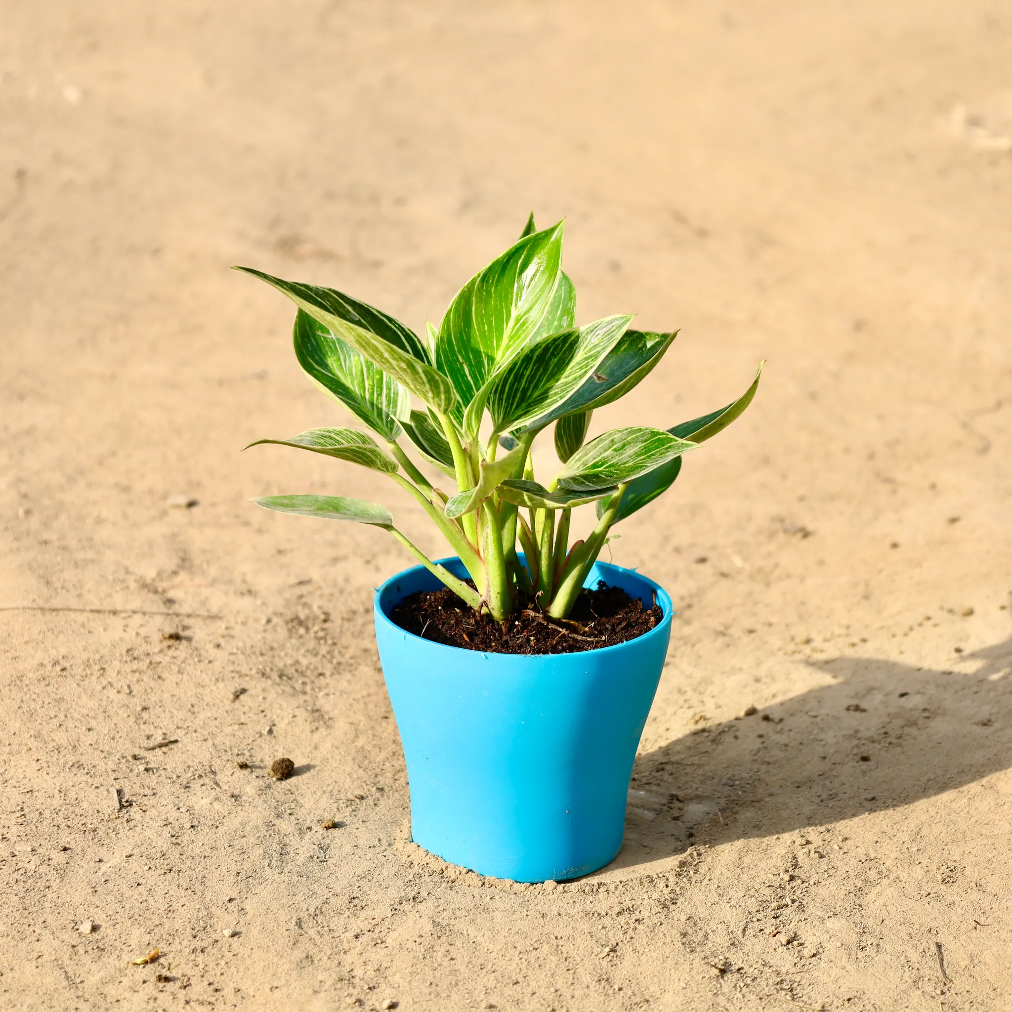 Philodendron Birkin in 4 inch Daisy Pot (Any Colour & Design)