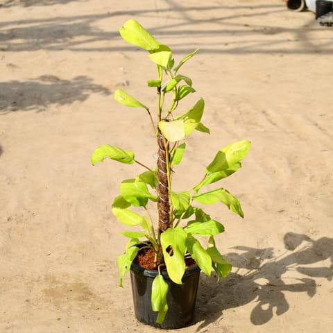 Philodendron Golden With 2 Ft Moss Stick in 8 inch Nursery Pot