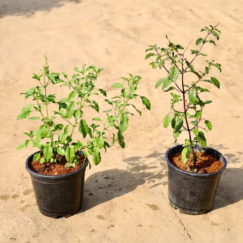 Set of 2 - Rama and Shyama Tulsi in 6 inch Nursery Pot