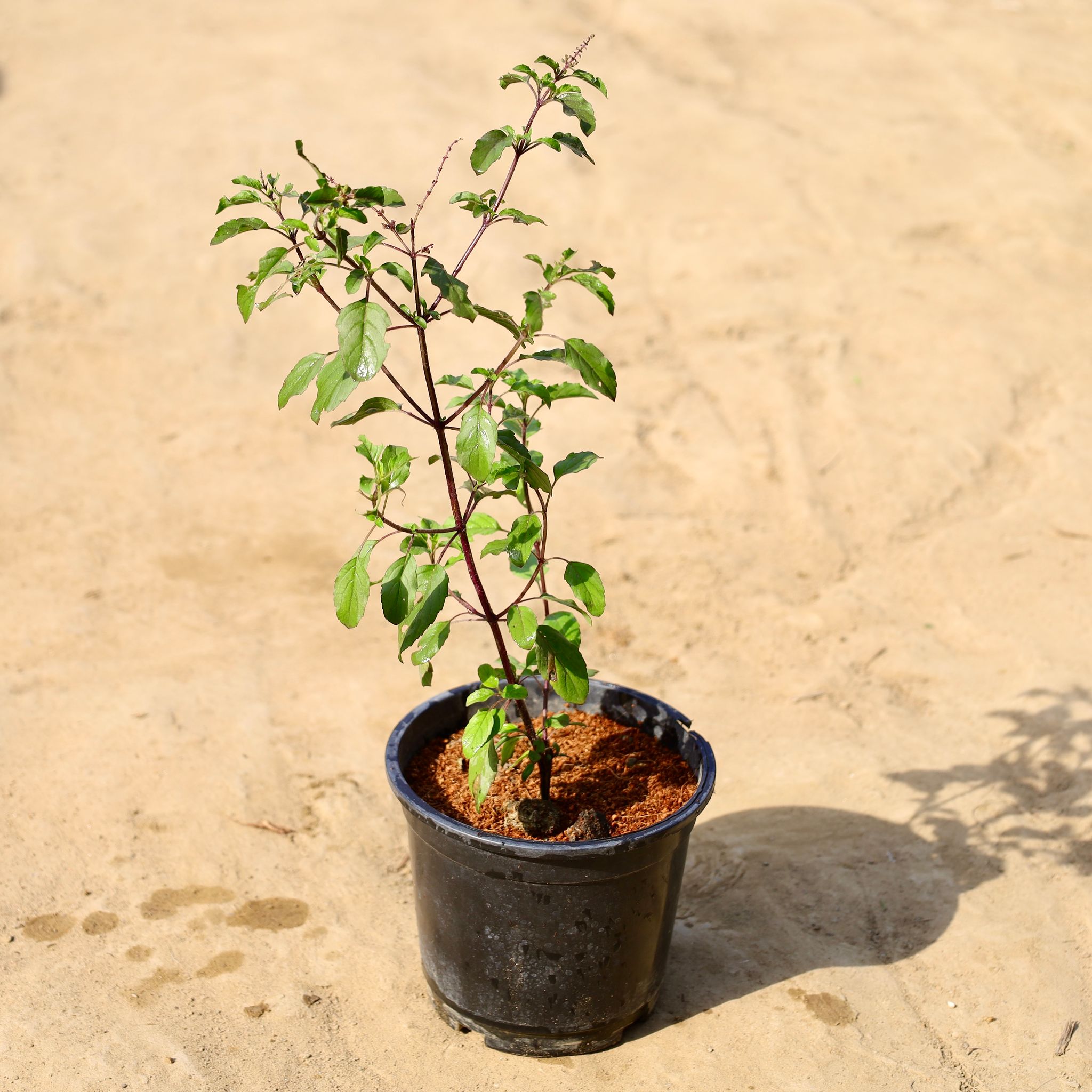 Shyama Tulsi in 6 inch Nursery Pot