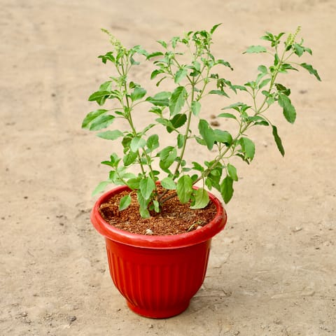 Rama Tulsi in 8 inch Red Olive Plastic Pot