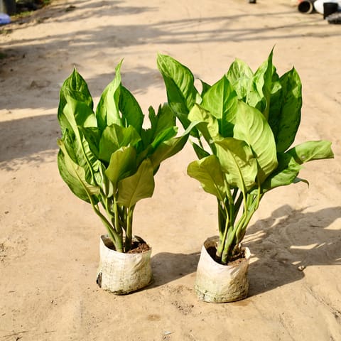 Set of 2 - Aglaonema Silver King in 8 inch Nursery Bag